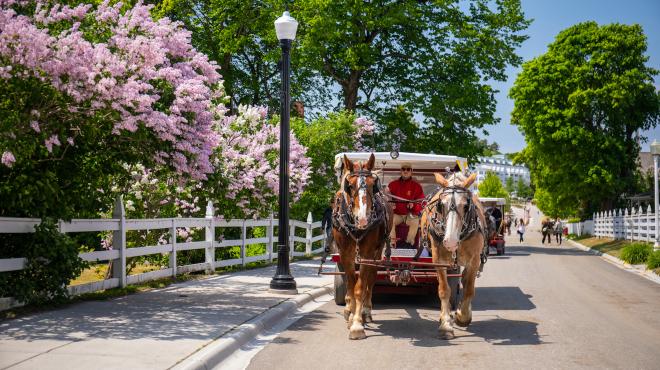 Horse Carriage