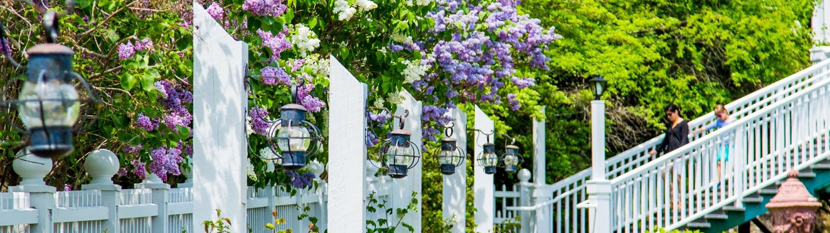 A nice path with benches and lilacs