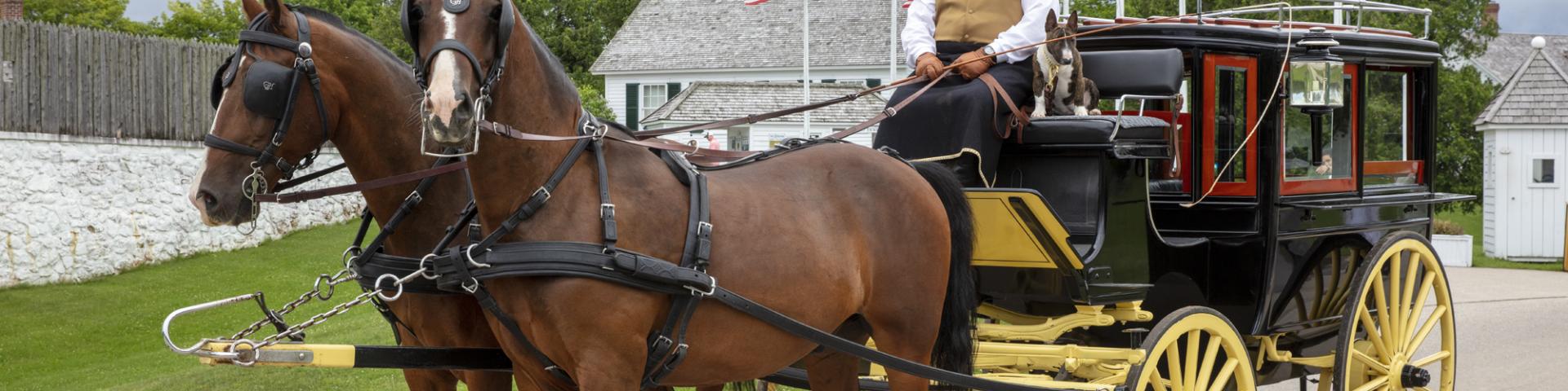 horse and carriage ride